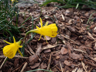 The hoop-petticoat daffodil Narcissus bulbocodium subsp. obesus with one bright yellow flower per stem in bright sunlight in spring