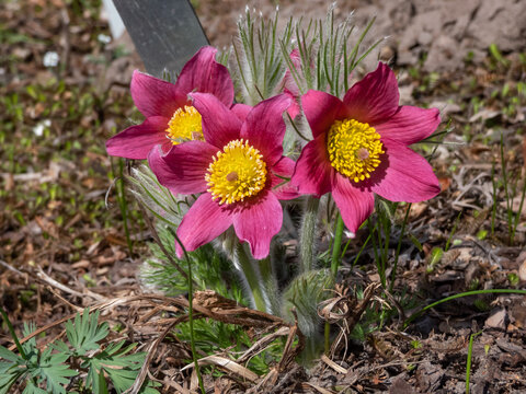 Close-up of beautiful group of pink spring flowers Pasqueflower (Pulsatilla x gayeri) with yellow center surrounded with dry leaves appearing in a flower bed in early spring