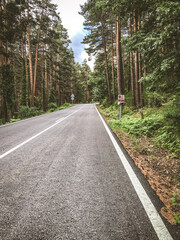 Fototapeta premium road in a forest of tall trees