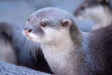 Asian small clawed otters are small, with short ears and noses, elongated bodies, long tails, and soft, dense fur.