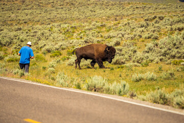 Bison, Buffalo and person close © Sean