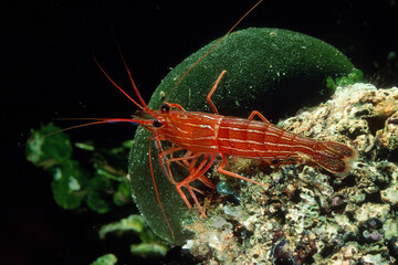 Obraz na płótnie Canvas Monaco Peppermint Shrimp - Lysmata seticaudata. Lysmata seticaudata has an elongated, red coloured body with bright streaks from head to tail. Alghero, Sardinia, Italy