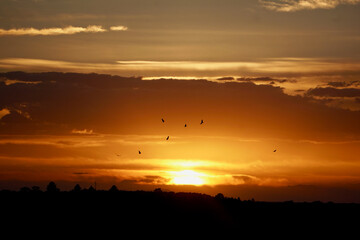 Sunset with birds flying