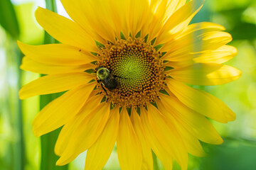 Bumblebee on sunflower, Nature, flower, bee