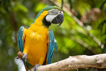 the Back and upper tail feathers of the blue and gold macaw are brilliant blue; the underside of...