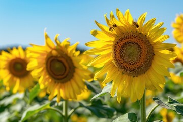 Boundless Sunflower Fields under Azure Canopy, AI Generative
