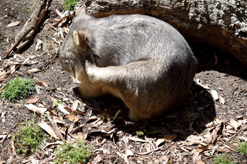Naklejka premium The Common Wombat has a large nose which is shiny black, much like that of a dog. The ears are relatively small, triangular, and slightly rounded