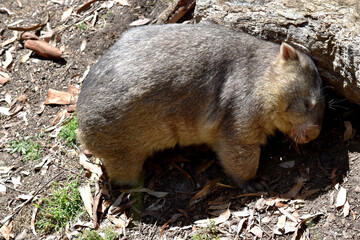 The Common Wombat has a large nose which is shiny black, much like that of a dog. The ears are relatively small, triangular, and slightly rounded