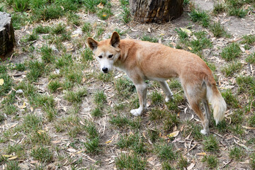 Dingos have a long muzzle, erect ears and strong claws. They usually have a ginger coat and most...