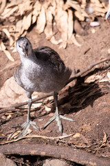 the dusky moorhen is a water bird which has all black feathers with an orange and yellow frontal shield