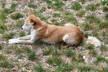 Dingos have a long muzzle, erect ears and strong claws. They usually have a ginger coat and most...