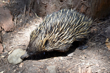 the short nosed has strong-clawed feet and spines on the upper part of a brownish body. The snout is narrow and the mouth is small, with a tongue that is long and sticky