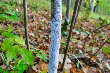 White Prunicola Scale (Pseudaulacaspis prunicola) covering the stem of a young sapling

