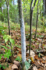 White Prunicola Scale (Pseudaulacaspis prunicola) covering the stem of a young sapling
