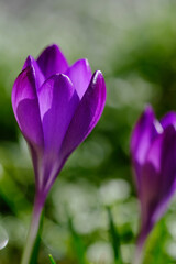 Purple crocus flower in spring