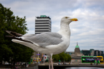 Fototapeta na wymiar Seagull perched on O'Connell Bridge, 18th century road bridge, made of granite and Portland stone, with arches and lanterns, named after a policeman. Dublin, Ireland.