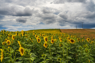 Beautiful landscape. A field of sunflowers against a background of gray thunderclouds. a field covered with many yellow sunflowers, electric poles stretching into the distance.