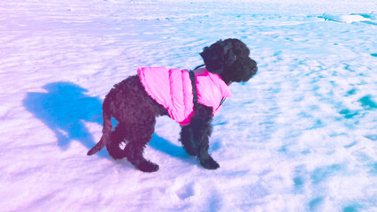 Cute puppy dog wearing neon pink winter jacket and harness. Toy poodle dog standing on the snow on...