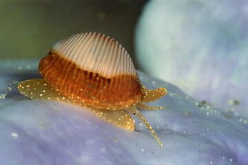 northern cowrie, spotted cowrie, European cowrie, bean cowrie, Arctic cowrie (Trivia arctica,...