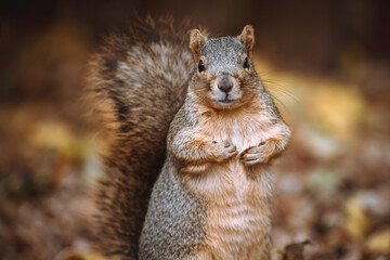 Close-up of a fox squirrel standing on a lawn covered with autumn leaves.