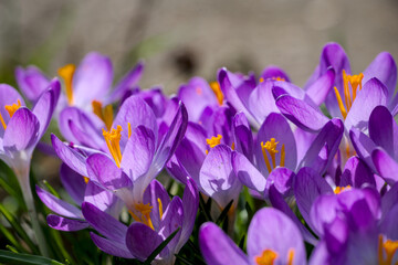 beautiful dark violet crocus blossoms from above