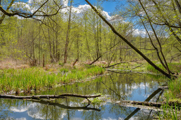 Totholz und zartes Frühlingsgrün: Die Löcknitz am 