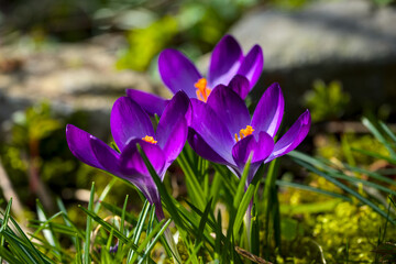 beautiful dark violet crocus blossoms from above