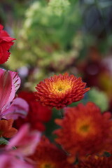 red and yellow flower