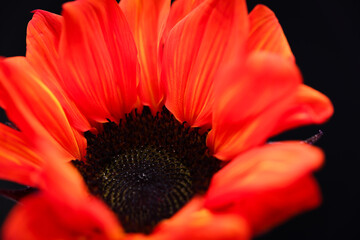 close up of red sunflower