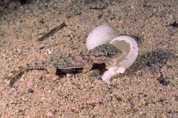 Moorish Wall Gecko, Common Gecko .Moorish Gecko (Tarentola mauretanica)  just born from the egg.. Baratz Lake, Sassari, Alghero, Sardinia, Italy...
