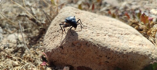 fly on the ground