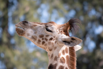 The giraffe is the tallest of all mammals. The legs and neck are extremely long. The giraffe has a...