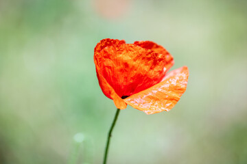 Beautiful poppy flower on a green blurred background. Selective focus. - 751785472