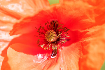 Poppy flower, close-up, macro, selective focus. Beautiful background blur - 751785482