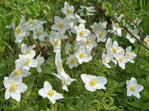 White flowers anemone sylvestris, snowdrop anemone, windflower in the garden.