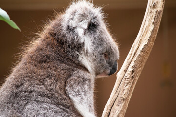 the Koala has a large round head, big furry ears and big black nose. Their fur is usually grey-brown in color with white fur on the chest, inner arms, ears and bottom.