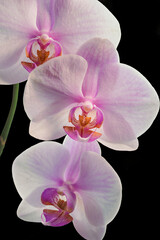Fototapeta na wymiar Colorfull orchid on a black background