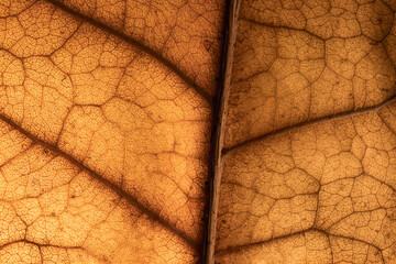 macro photo of a dry leaf