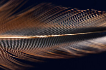 macro photo of a beautiful bird's feather