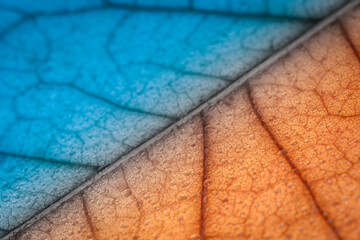 macro photo of a dry leaf