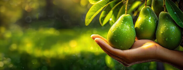 Green Ripe Avocado in Gentle Hands. A pair of hands holds several dew-kissed, vibrant green fruits,...