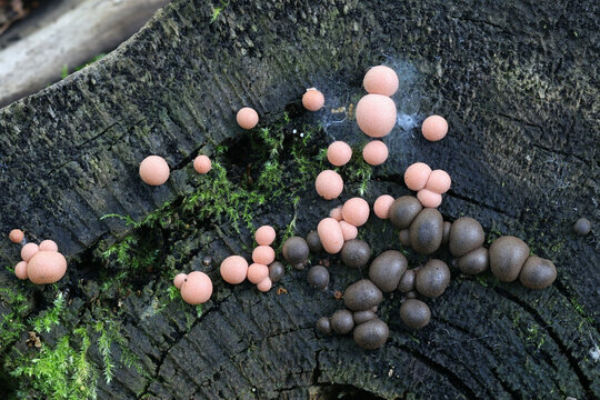 Wolf's milk, Lycogala epidendrum, also known as  groening's slime mold, aethalia or fruiting bodies on decaying wood in Finland