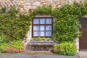 Fototapeta na wymiar Ivy surrounding a window of a home on Holy Island.