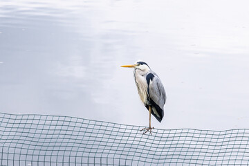 Grey Heron at Harewood House, an 18th Century Treasure House.