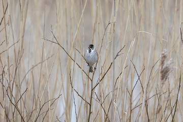 Male reed bunting (Emberiza schoeniclus) perched in a bare tree in Springtime. Yorkshire, UK in March