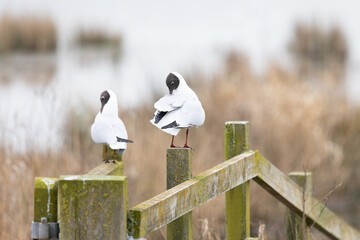 Two black headed gulls (chroicocephalus ridibundus) preen their feather whilst perched in a wooden fence at a wetland habitat in Yorkshire, UK in Springtime