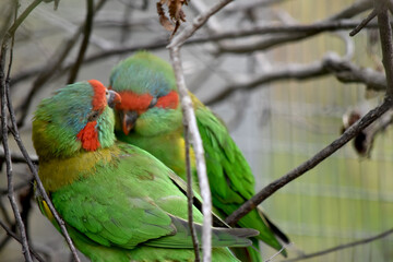 The musk lorikeet is mainly green and it is identified by its red forehead, blue crown and a...