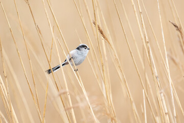 A single long tailed tit (aegithalos caudatus) perched on a thin reed at a wetland habitat. Yorkshire, UK in Spring. © Helen
