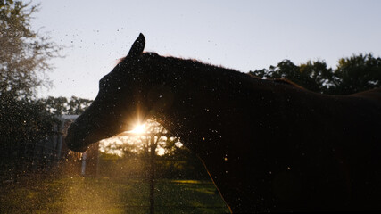 Horse bath at sunset during summer on farm with low key lighting. - 751789495
