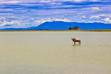 A lone Wildebeest is stranded in the shallow waters of the alkaline lake Amboseli at Amboseli...